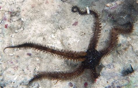 brittle star species list.